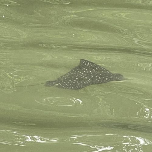 Découverte de la mangrove (raie léopoard)