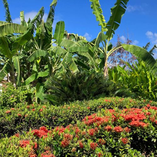 Travaux d'embellisement des jardins individuels