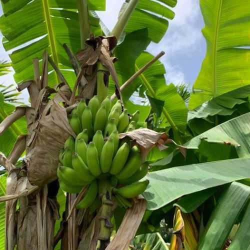 Travaux d'embellisement des jardins individuels