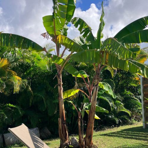 Travaux d'embellisement des jardins individuels