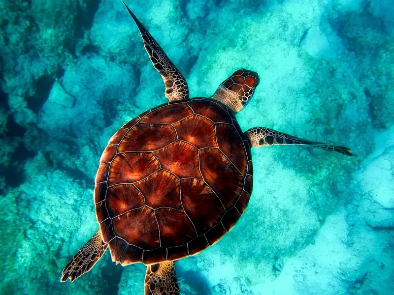 photo tortue Guadeloupe